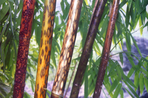 ����ɽ����